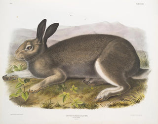 Lièvre polaire taille naturelle - John Woodhouse Audubon — näkymä teoksesta