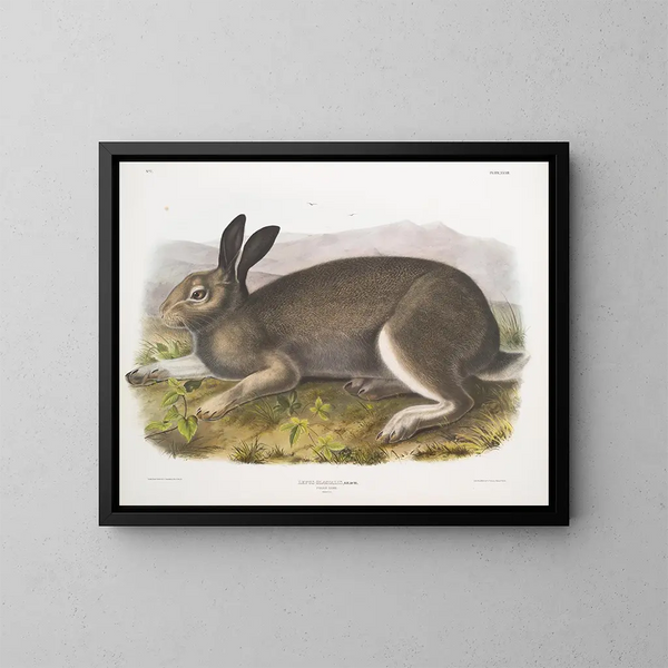 Lièvre polaire taille naturelle - John Woodhouse Audubon — kehystetty taideteos seinällä