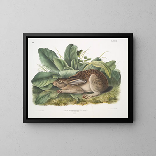 Lièvre à queue noire mâle taille naturelle - John Woodhouse Audubon — kehystetty taideteos seinällä