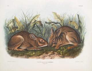 John Woodhouse Audubon - Lepus palustris Marsh Hare Natural size.webp