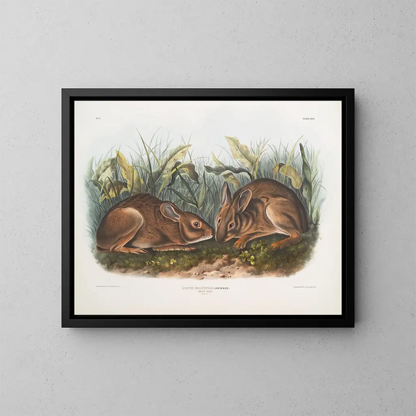 Lièvre des marais koko luonnollinen koko - John Woodhouse Audubon — kehystetty taideteos seinällä