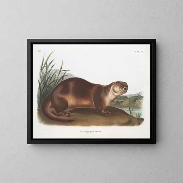 Loutre du Canada mâle - John Woodhouse Audubon — kehystetty taideteos seinällä