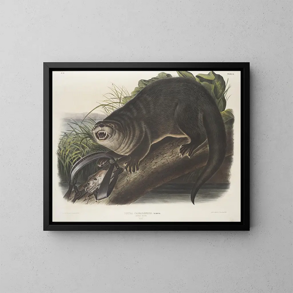 Loutre du Canada taille naturelle mâle - John Woodhouse Audubon — kehystetty taideteos seinällä
