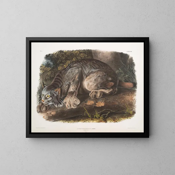 Lynx du Canada mâle - John Woodhouse Audubon — kehystetty taideteos seinällä