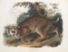Lynx roux - John Woodhouse Audubon — näkymä teoksesta