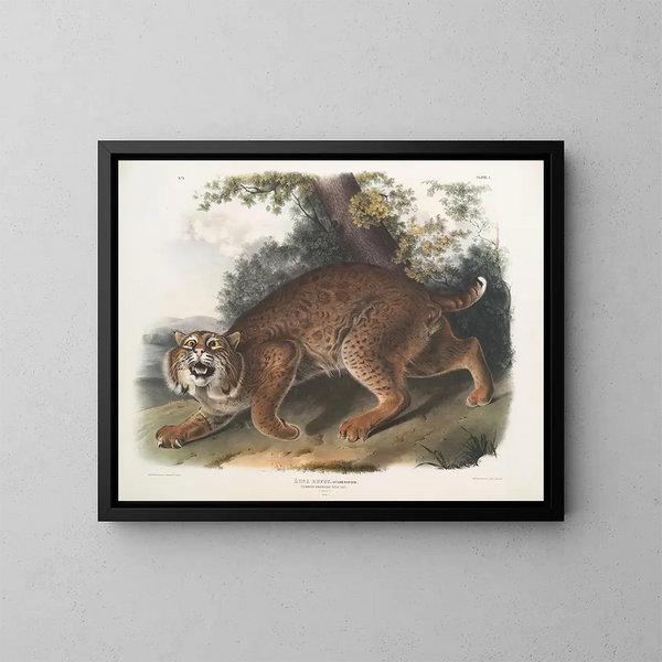 Lynx roux - John Woodhouse Audubon — kehystetty taideteos seinällä