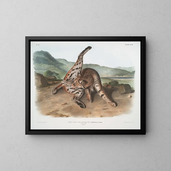 Lynx roux var. maculatus femelle du Texas - John Woodhouse Audubon — kehystetty taideteos seinällä