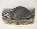 Meles labradorius, amerikkalainen mäyräkoira, luonnollinen koko - John Woodhouse Audubon — näkymä teoksesta