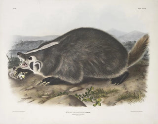 Meles labradorius, amerikkalainen mäyräkoira, luonnollinen koko - John Woodhouse Audubon — näkymä teoksesta