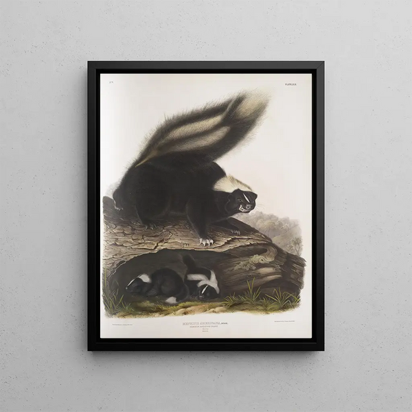 John Woodhouse Audubon - Mephitis Americana Common American Skunk Natural size Female.webp