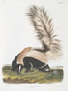 Mephitis macroura Mouffette à grande queue mâle taille naturelle - John Woodhouse Audubon — näkymä teoksesta