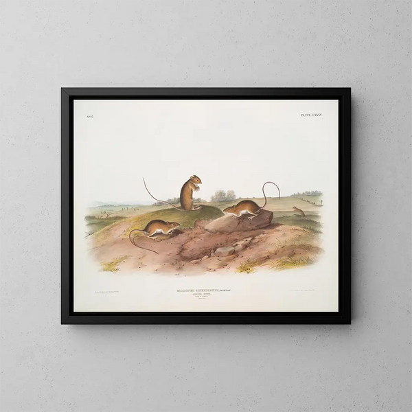Souris sauteuse américaine mâle et femelle à taille naturelle - John Woodhouse Audubon — kehystetty taideteos seinällä