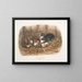 Rat noir, taille naturelle, vieux ja nuori - John Woodhouse Audubon — kehystetty taideteos seinällä