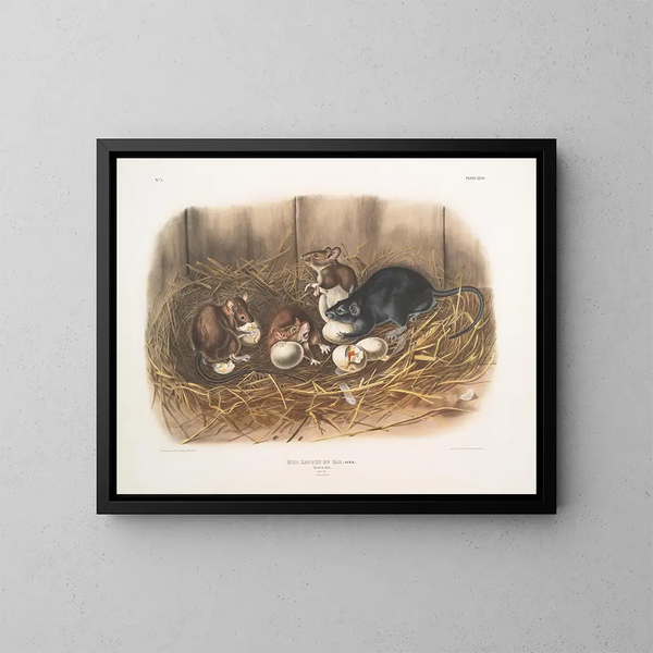 Rat noir, taille naturelle, vieux ja nuori - John Woodhouse Audubon — kehystetty taideteos seinällä