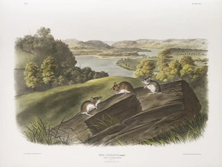 John Woodhouse Audubon - Mus leucopus Whitefooted Mouse Natural size Male female and young.webp