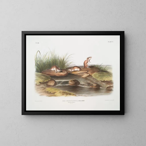 Souris du Missouri à taille naturelle - John Woodhouse Audubon — kehystetty taideteos seinällä