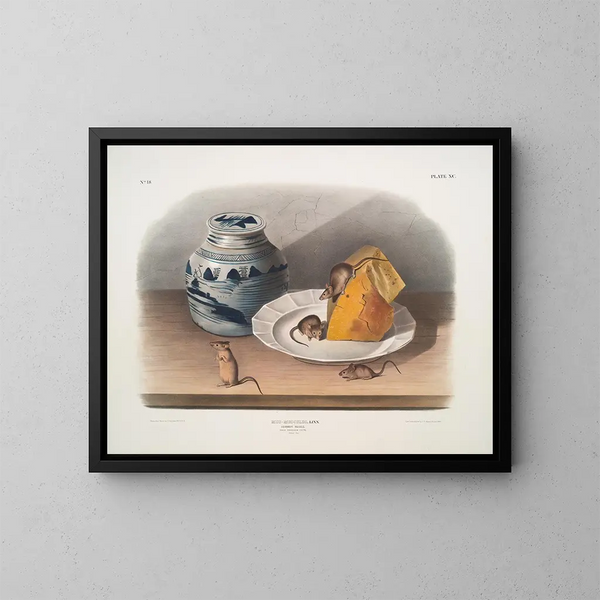 Souris commune mâle femelle jeune taille naturelle - John Woodhouse Audubon — kehystetty taideteos seinällä