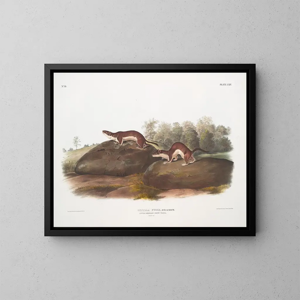 Fouine amerikkalainen maalaus - John Woodhouse Audubon — kehystetty taideteos seinällä