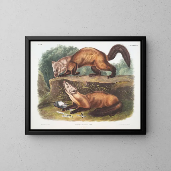 Martre des pins mâle et femelle en pelage d'hiver taille naturelle - John Woodhouse Audubon — kehystetty taideteos seinällä