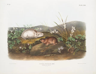 John Woodhouse Audubon - Myodes Hudsonius Hudson Bay Lemming Natural size.webp
