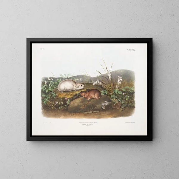 Hudsoninlahden lemming maalaus luonnollisessa koossa - John Woodhouse Audubon — kehystetty taideteos seinällä