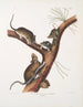 Neotoma Floridana Rat de Floride Taille naturelle Mâle femelle et jeunes d'âge différent - John Woodhouse Audubon — näkymä teoksesta