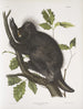 Kanada-hyrräkkä Maalaus Hystrix dorsata - John Woodhouse Audubon — näkymä teoksesta