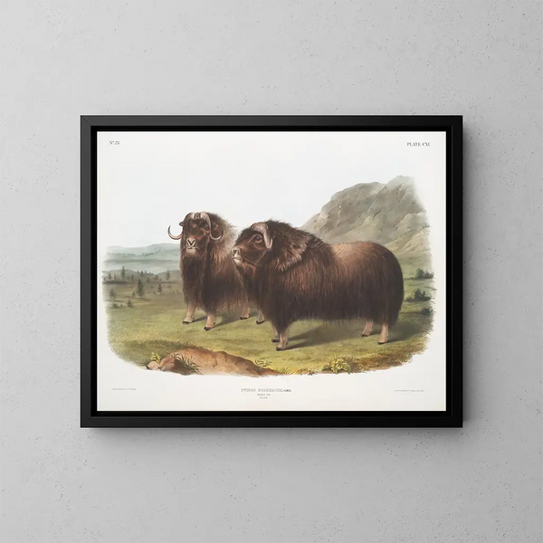 Bœufs musqués mâles - John Woodhouse Audubon — kehystetty taideteos seinällä
