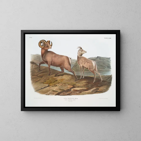 Mouton des montagnes rocheuses mâle et femelle - John Woodhouse Audubon — kehystetty taideteos seinällä