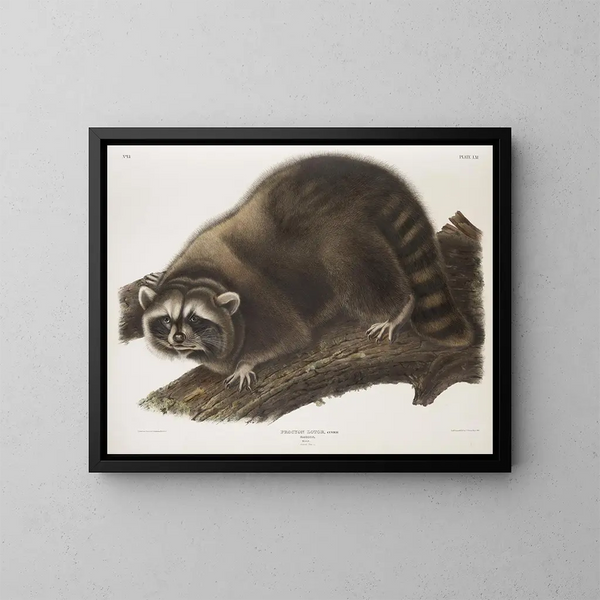 Raton laveur mâle à taille naturelle - John Woodhouse Audubon — kehystetty taideteos seinällä