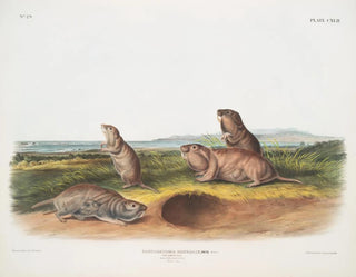 Pseudostoma borealis, Camas-rotta, uros, naaras, nuori, luonnollinen koko - John Woodhouse Audubon — näkymä teoksesta