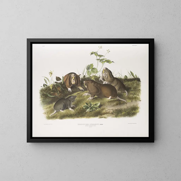 Rat à poche du Canada koko luonnollinen koko - John Woodhouse Audubon — kehystetty taideteos seinällä