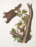 Pteromys oregonensis Écureuil volant de l'Oregon Taille naturelle - John Woodhouse Audubon — näkymä teoksesta