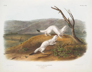 Belette agile mâle et femelle taille naturelle pelage d'hiver - John Woodhouse Audubon — näkymä teoksesta