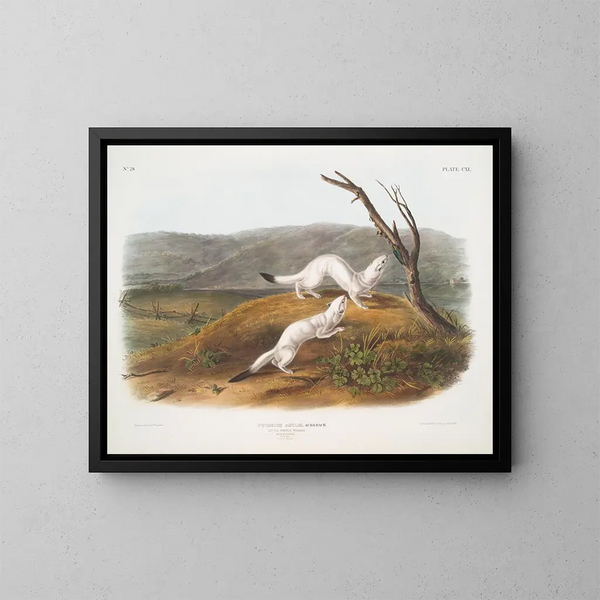 Belette agile mâle et femelle taille naturelle pelage d'hiver - John Woodhouse Audubon — kehystetty taideteos seinällä
