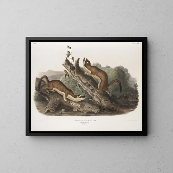 Fouine à collerette, mâles, taille naturelle - John Woodhouse Audubon — kehystetty taideteos seinällä