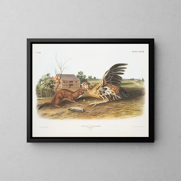 Fouine fauve mâle taille naturelle - John Woodhouse Audubon — kehystetty taideteos seinällä