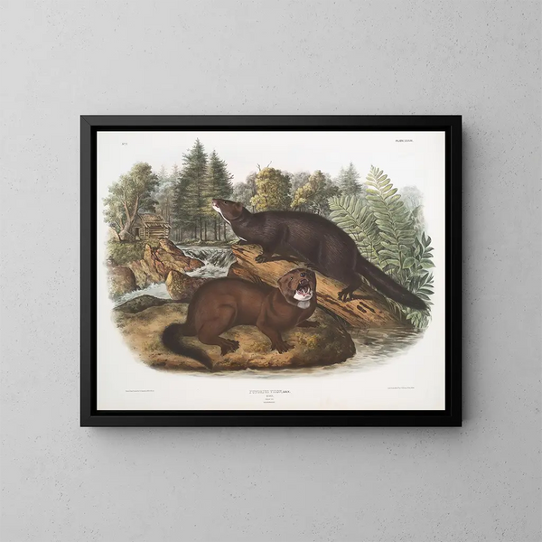 Morse vison taille naturelle mâle et femelle - John Woodhouse Audubon — kehystetty taideteos seinällä