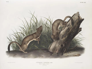Fouine blanche taille naturelle 1 mâle 2 femelles - John Woodhouse Audubon — näkymä teoksesta