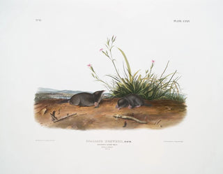 John Woodhouse Audubon - Scallops Brewerii Brewers Shrew Mole Male  female Natural size.webp
