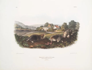 Mole shrew amerikkalainen yhteinen koko luonnollinen uros naaras - John Woodhouse Audubon — näkymä teoksesta