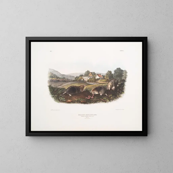 Mole shrew amerikkalainen yhteinen koko luonnollinen uros naaras - John Woodhouse Audubon — kehystetty taideteos seinällä