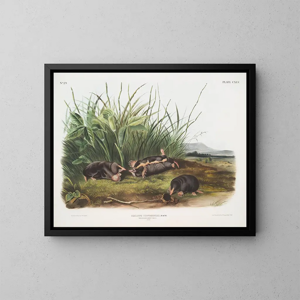 Sorex townsendii, luonnollinen koko - John Woodhouse Audubon — kehystetty taideteos seinällä