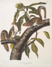Sciurus carolinensis, écureuil gris de Caroline, taille naturelle, mâle et femelle - John Woodhouse Audubon — näkymä teoksesta