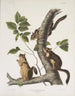 Sciurus douglasii Écureuil Douglas Taille naturelle 1 Mâle 2 Femelles - John Woodhouse Audubon — näkymä teoksesta