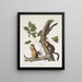 Sciurus douglasii Écureuil Douglas Taille naturelle 1 Mâle 2 Femelles - John Woodhouse Audubon — kehystetty taideteos seinällä