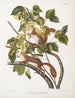 Sciurus hudsonius Écureuil de la baie d'Hudson Écureuil roux Taille naturelle - John Woodhouse Audubon — näkymä teoksesta