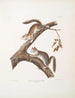 Écureuil velu Sciurus laniginosus, taille naturelle - John Woodhouse Audubon — näkymä teoksesta