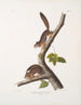 Sciurus richardsonii, écureuil colombien de Richardson, taille naturelle, mâle et femelle - John Woodhouse Audubon — näkymä teoksesta