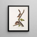 Sciurus richardsonii, écureuil colombien de Richardson, taille naturelle, mâle et femelle - John Woodhouse Audubon — kehystetty taideteos seinällä